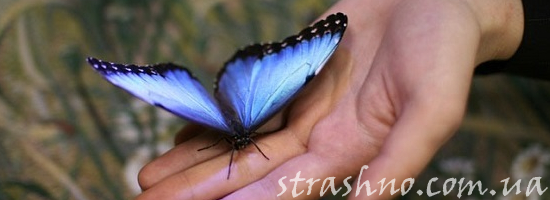 мистика мотылек на руке