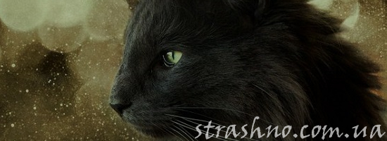 мистика норвежская кошка