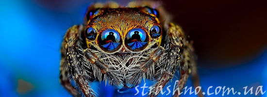 красивый паук