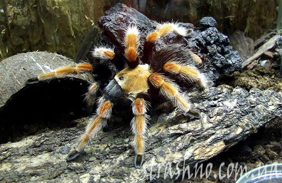 паук-птицеед