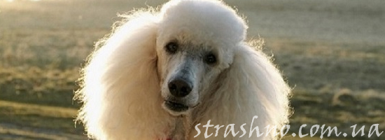 мистика собака пудель