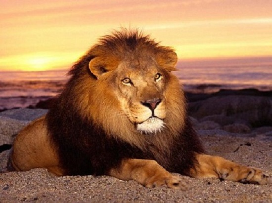 величественный лев
