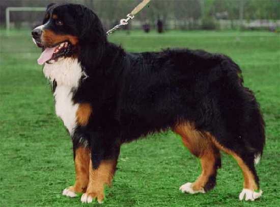 Бернский зенненхунд