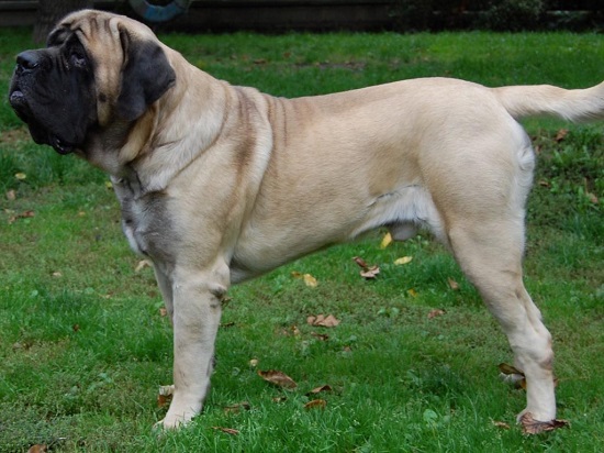 английский мастифф