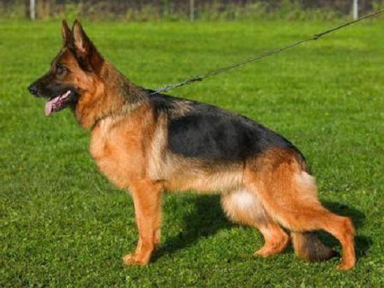 немецкая овчарка