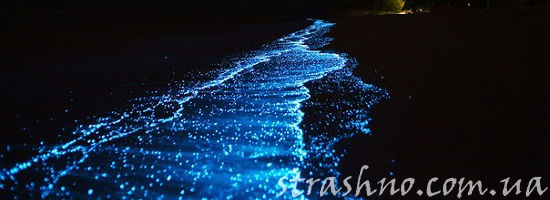 ночесветка в морском прибое