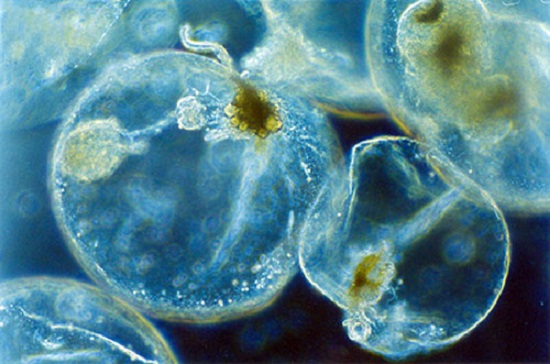 ночесветка