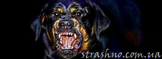 оскал ротвейлера