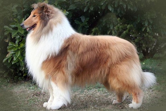 Шотландская овчарка колли