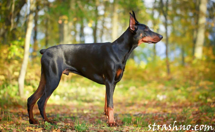 Агрессивная собака породы доберман