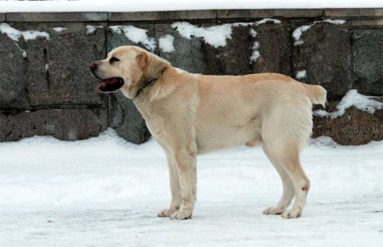 Среднеазиатская овчарка