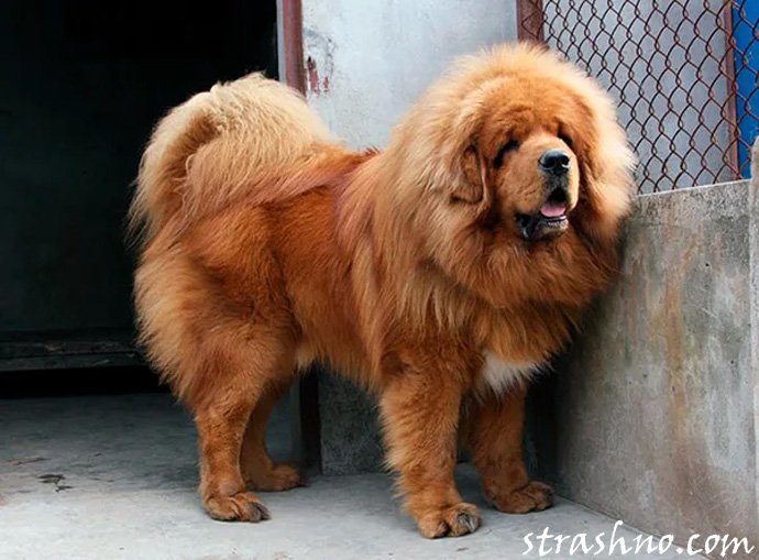 Опасная агрессивная порода собак