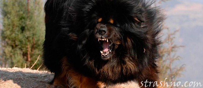 Тибетский мастифф