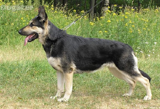 Восточноевропейская овчарка