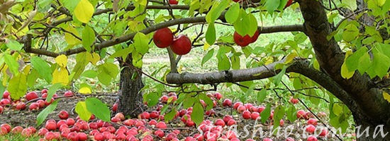 падающие яблоки