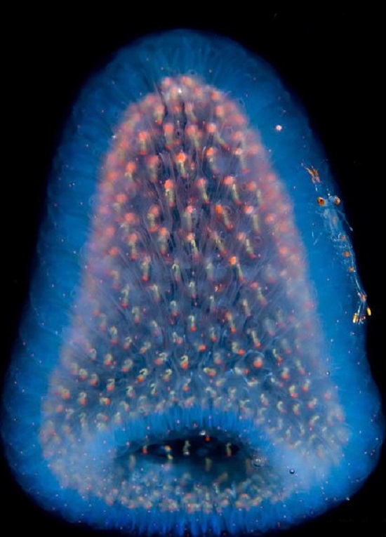 глубинное существо