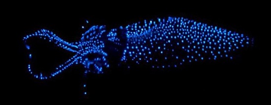 глубинное светящееся существо