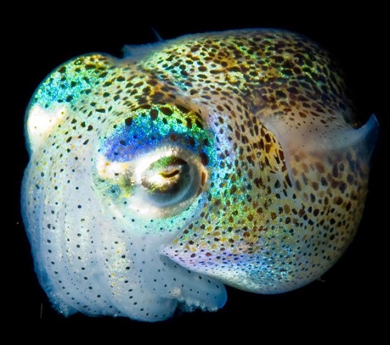 глубинное светящееся существо