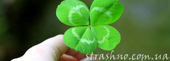 лист клевера