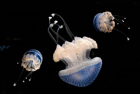 Медуза кристалл