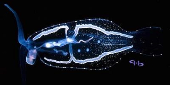 моллюски Филлироэ