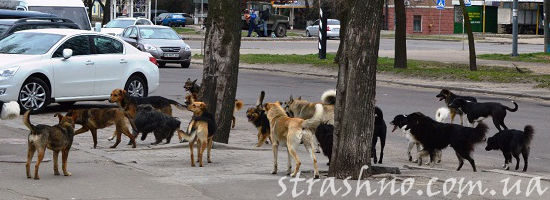 одичавшие собаки в городе