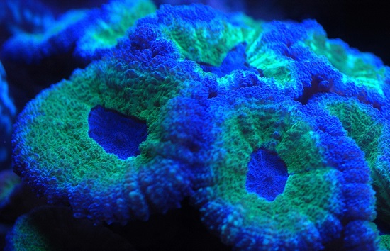 Светящиеся кораллы