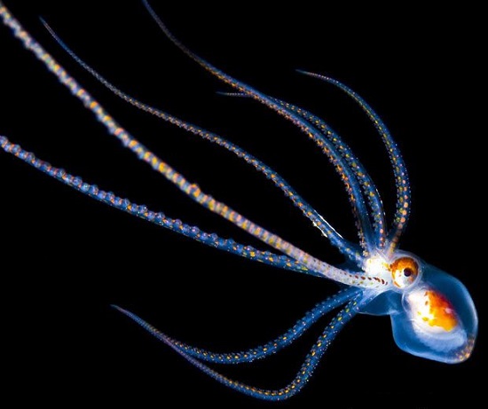 осьминог Тремоктопус