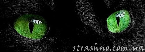 зеленоглазый кот