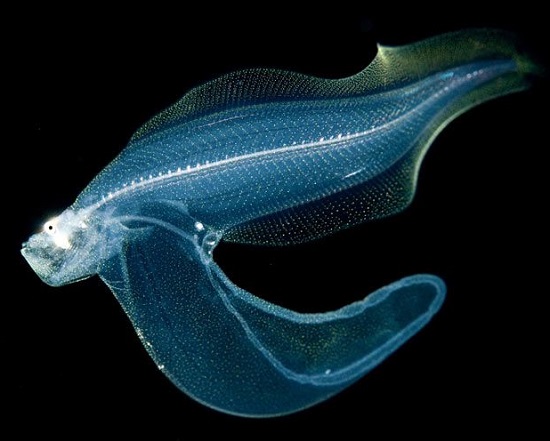 глубинная раба