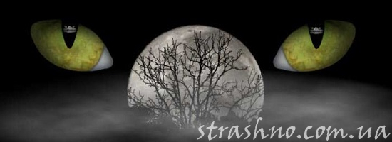 мистика глаза кошки луна