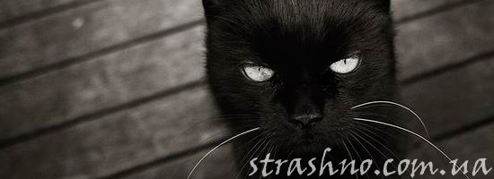 Черный кот с мистическими способностями