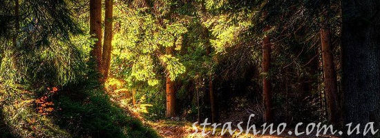 сосновый бор