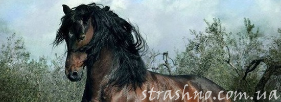 мистика гнедой конь