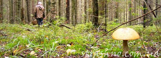 мистика грибники в лесу