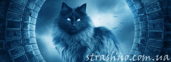мистика кошка в ночи