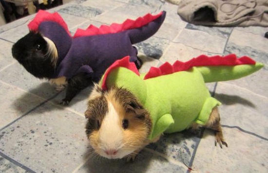 костюмы для животных на Halloween