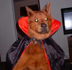 костюмы для животных на Halloween