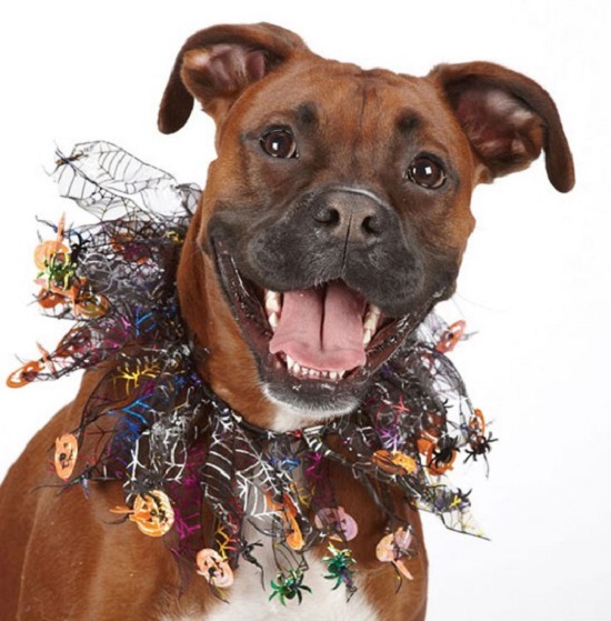 костюмы для животных на Halloween