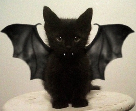 костюмы для животных на Halloween