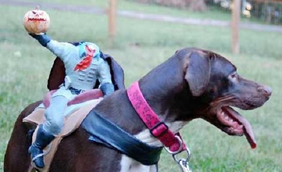 костюмы для животных на Halloween