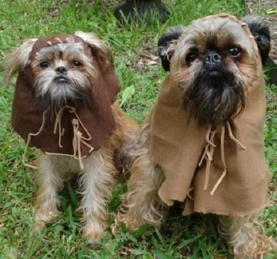 костюмы для животных на Halloween