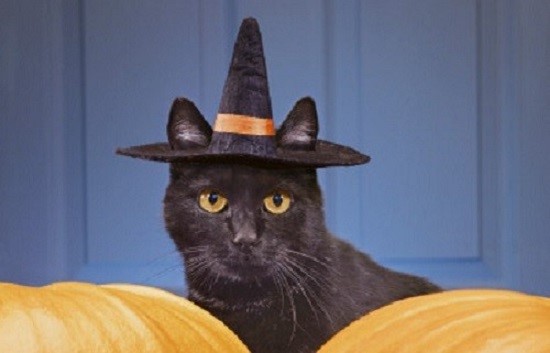 костюмы для животных на Halloween