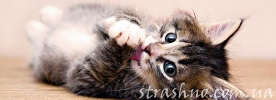 мистика играющий котенок