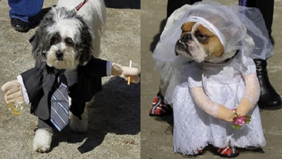 костюмы для животных на Halloween