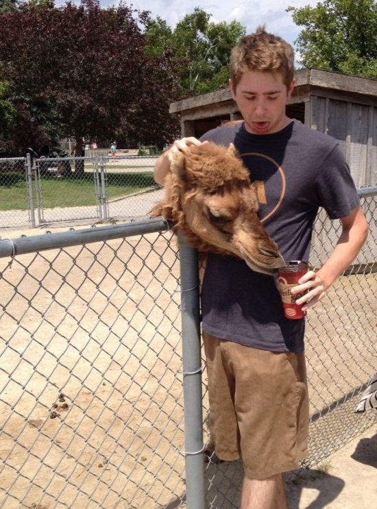 иллюзия голова верблюда