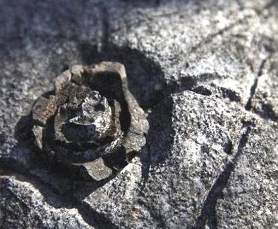 каменный цветок на скалах