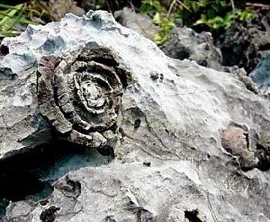 каменная роза Китая