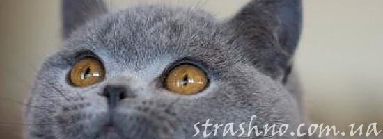 Кошка смотрит на икону