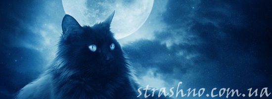 чёрный кот под луной